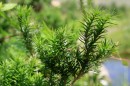 Wachholder - Juniperus communis * 1414 x 942 * (426KB)